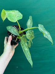 Philodendron ’Jose Buono’ (not tc)