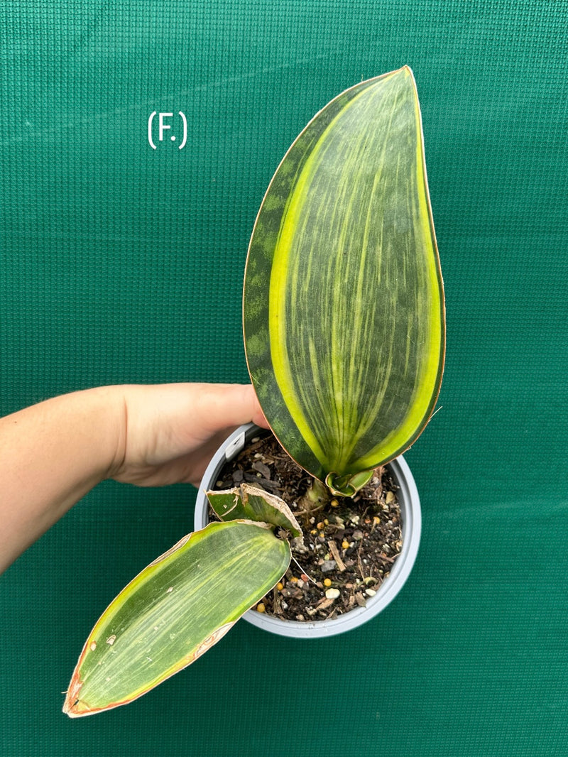 sansevieria masoniana f. variegata Sansevieria Masoniana Variegated