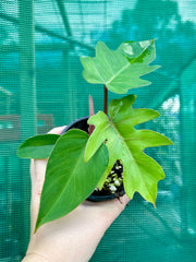 Philodendron mayoi 'Tahiti'