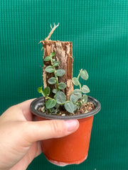 Rhaphidophora Hayi