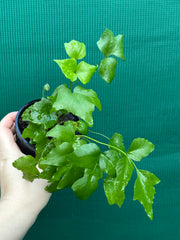 Cyrtomium falcatum rochfordianum ‘Shiny Holly’ NEW