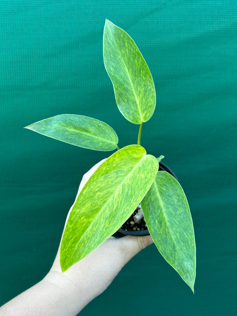 Philodendron ‘Painted Lady’