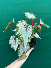 Begonia ‘Nordic Glacier’