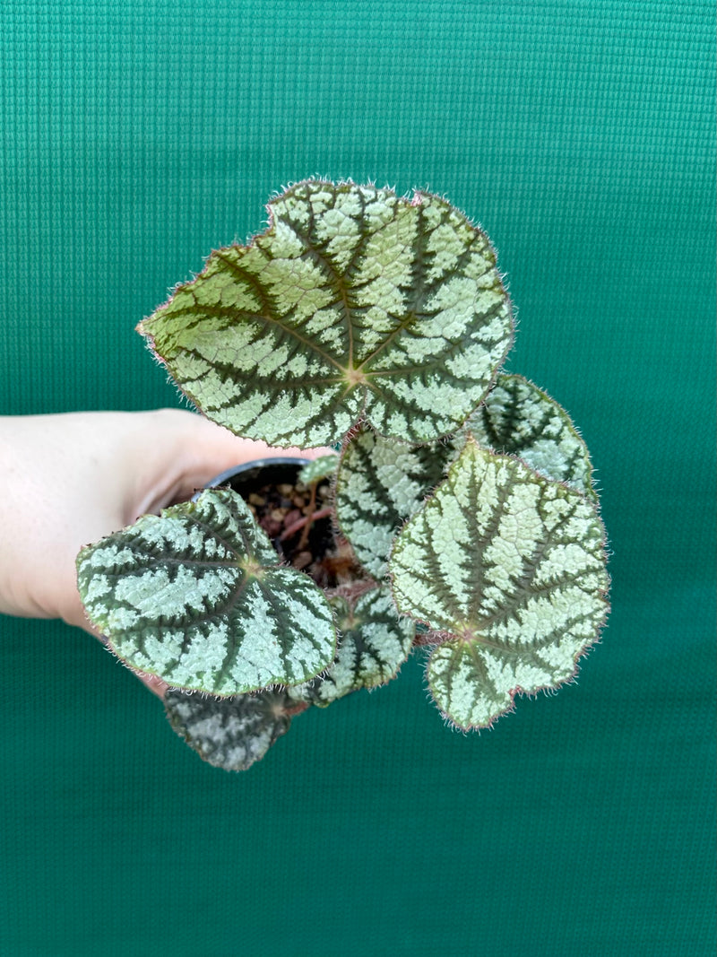 Begonia NOID (unknown Vietnam) NEW