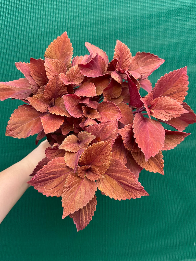 Coleus ‘Reds’ NEW