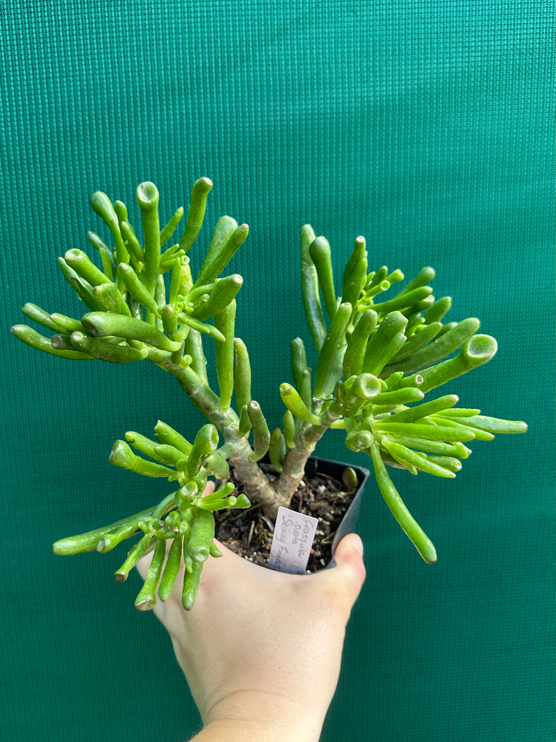 Crassula ovata ‘Skinny Fingers’ NEW