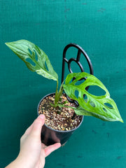 Monstera ‘Adansonii Japanese’ Mottled Variegation NEW