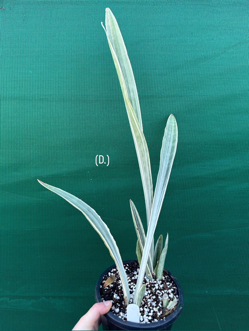 Sansevieria ‘Siam Silver’ NEW
