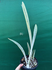 Sansevieria ‘Siam Silver’ NEW