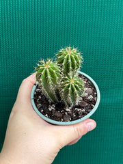 Neobuxbaumia polylopha