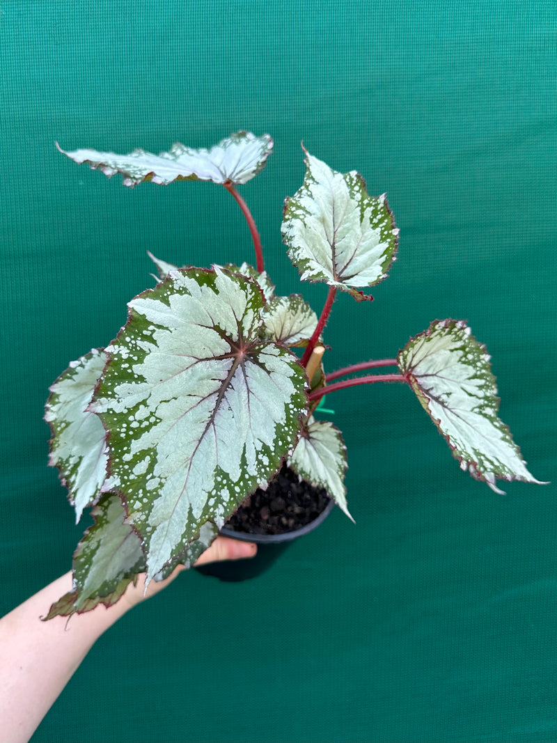 Begonia ‘Nordic Glacier’