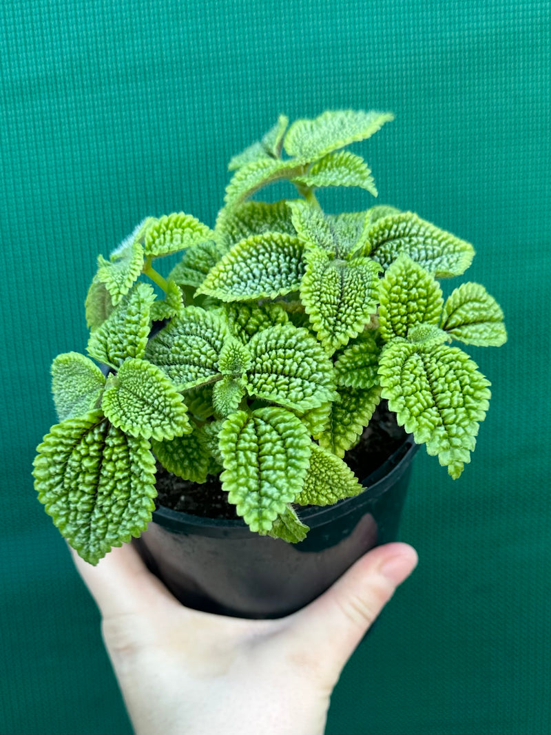 Pilea involucrata