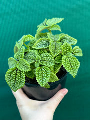 Pilea involucrata