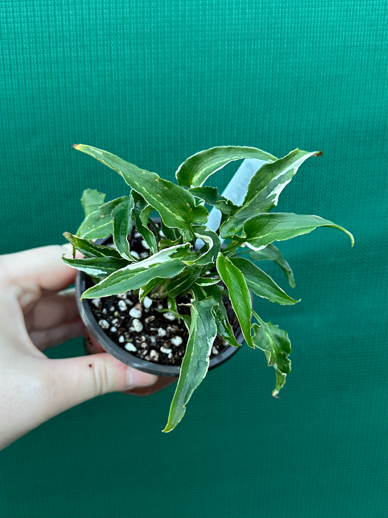 Syngonium 'Ngern Lai Ma' NEW