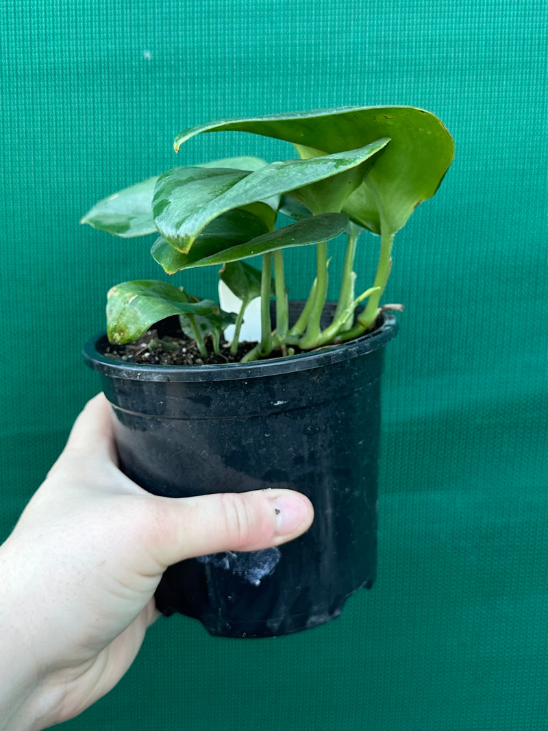 Schindapsus Treubii Moonlight Jade