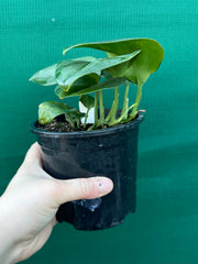 Schindapsus Treubii Moonlight Jade