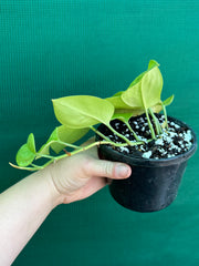 Schindapsus Treubii Moonlight