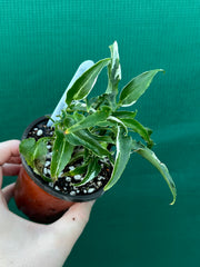Syngonium 'Ngern Lai Ma' NEW
