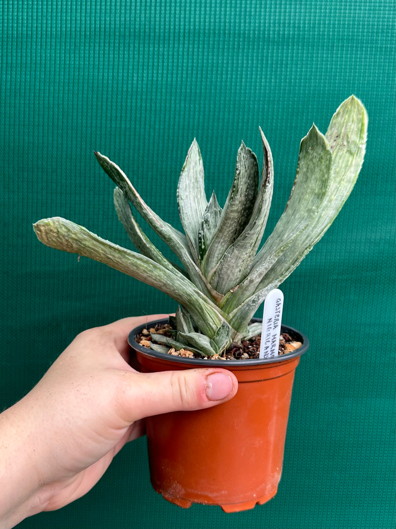 Gasteria nigricans var. marmorata f. variegata