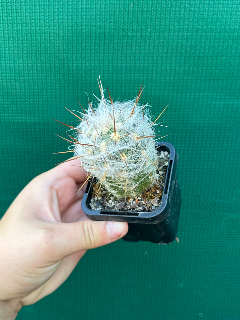 Oreocereus trollii