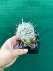 Oreocereus trollii