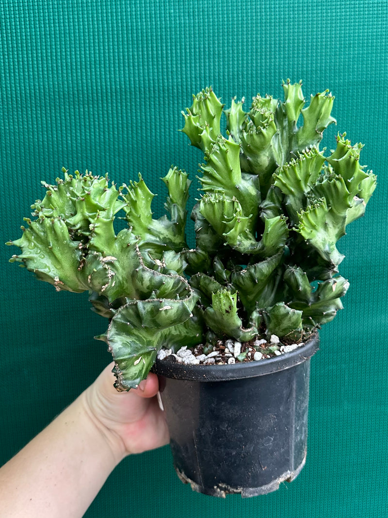 Euphorbia Lactea f. cristata NEW