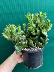 Euphorbia Lactea f. cristata NEW