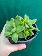 Haworthia Unknown NEW