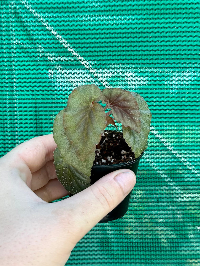 Begonia bartonea