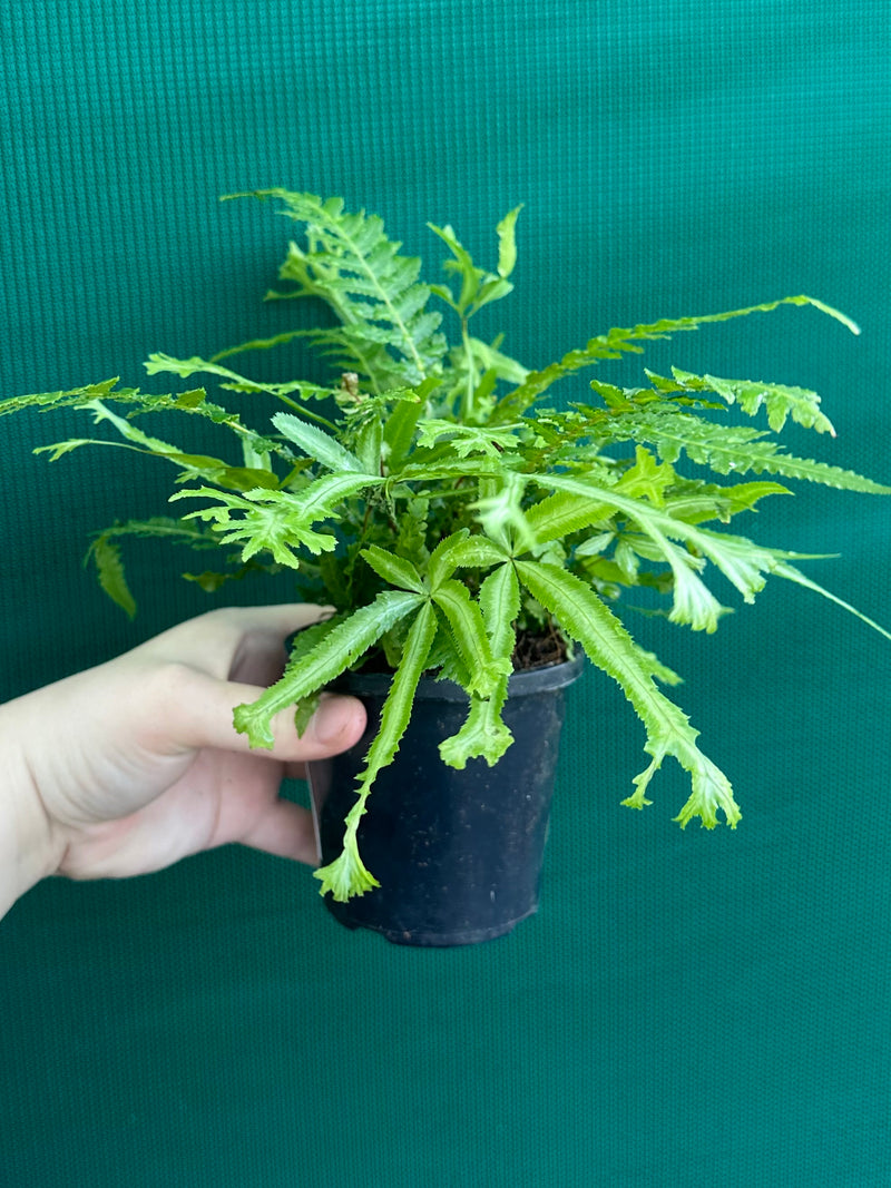 Pteris Fern Unknown 3