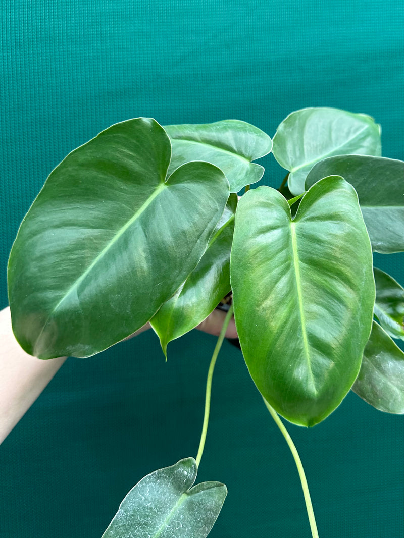 Philodendron ‘Burle Marx’