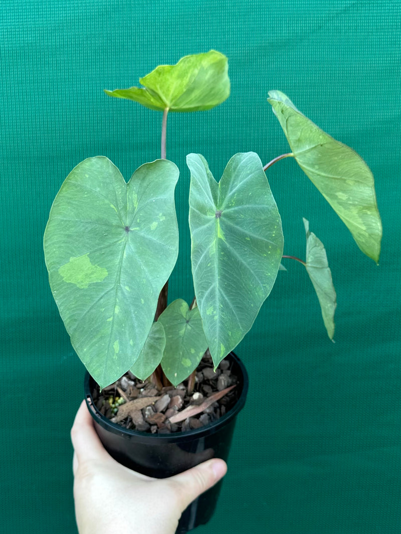 Alocasia ‘Lemon Lime Gecko’ NEW