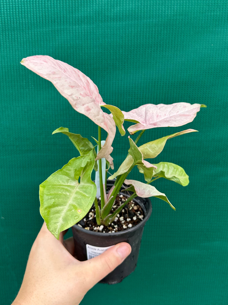 Syngonium ‘Pink Spot’