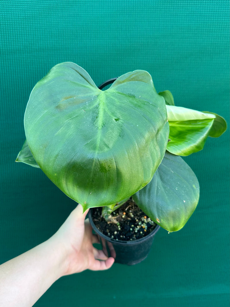 Philodendron grazieiae