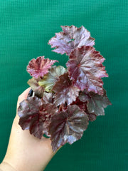 Begonia ‘Fluro Pink’
