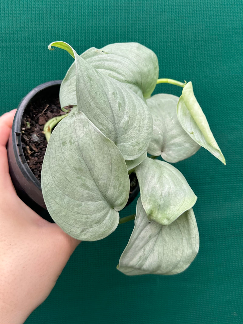 Schindapsus ‘Silver Hero’