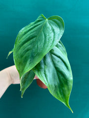 Philodendron ‘Tenue x Plowmanii’