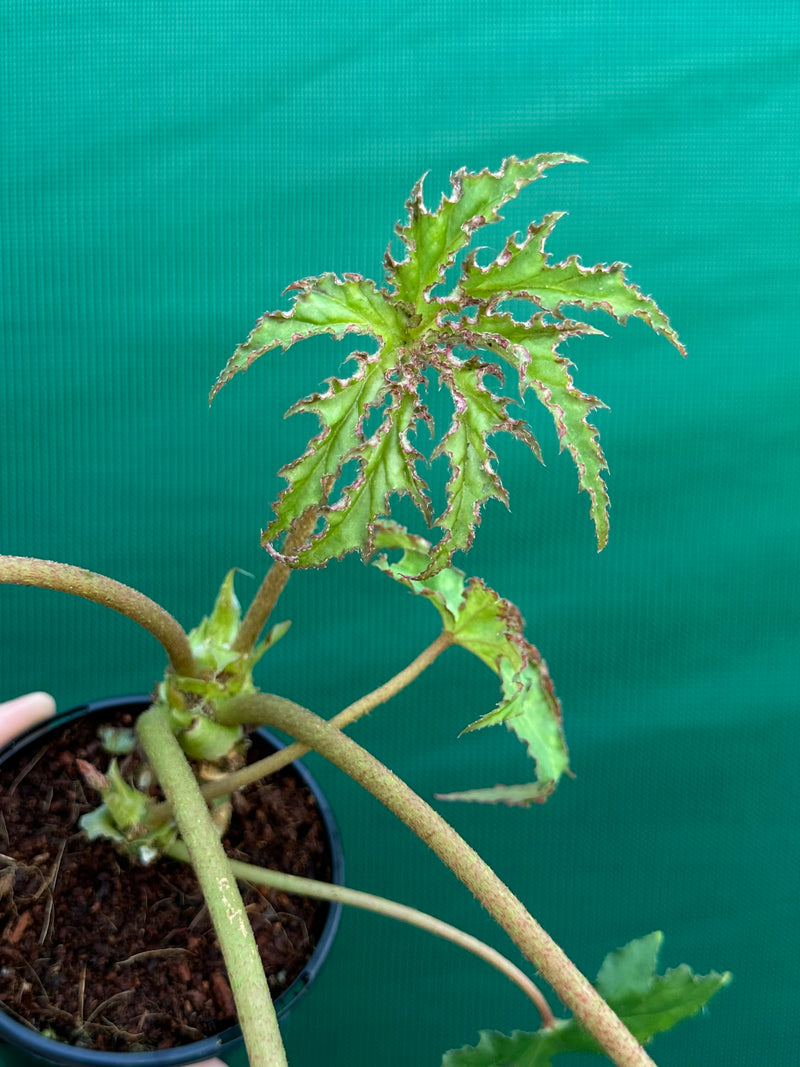 Begonia ‘RB Hybrid 456’