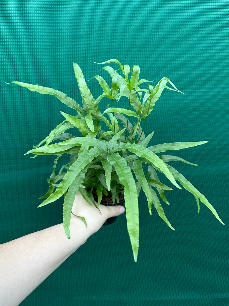 Pteris Fern Unknown
