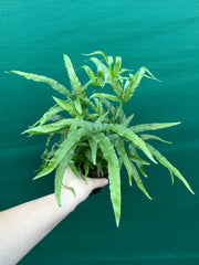Pteris Fern Unknown