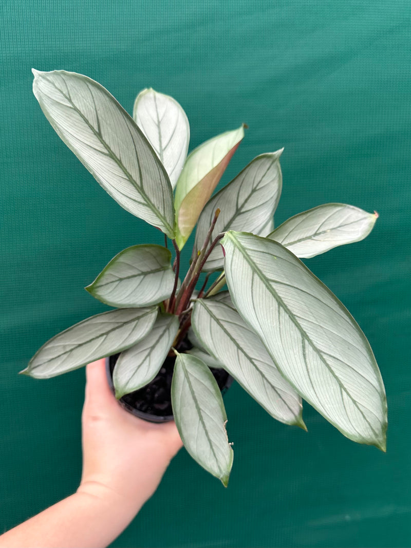 Ctnenanthe ‘Grey Star’ NEW