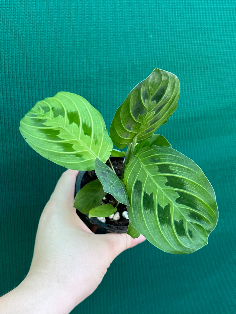 Maranta ‘Lemon Lime’