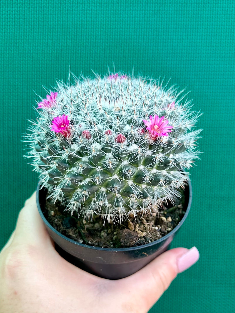 Mammillaria NEW