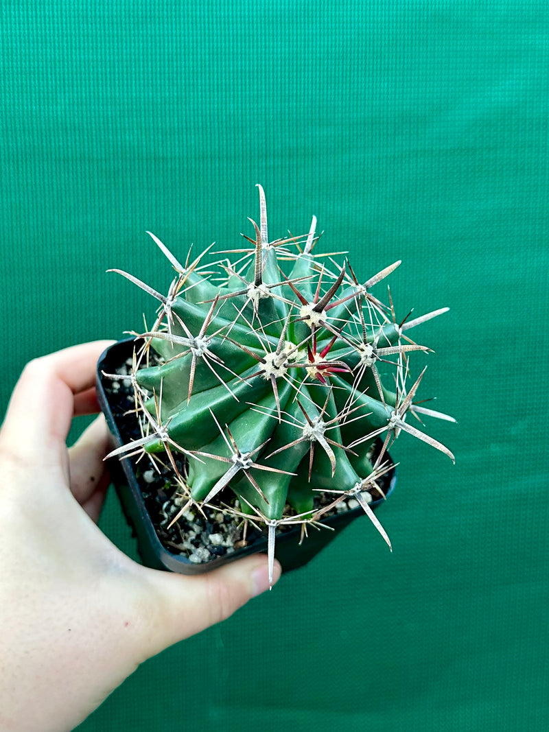 Ferocactus