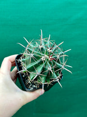 Ferocactus