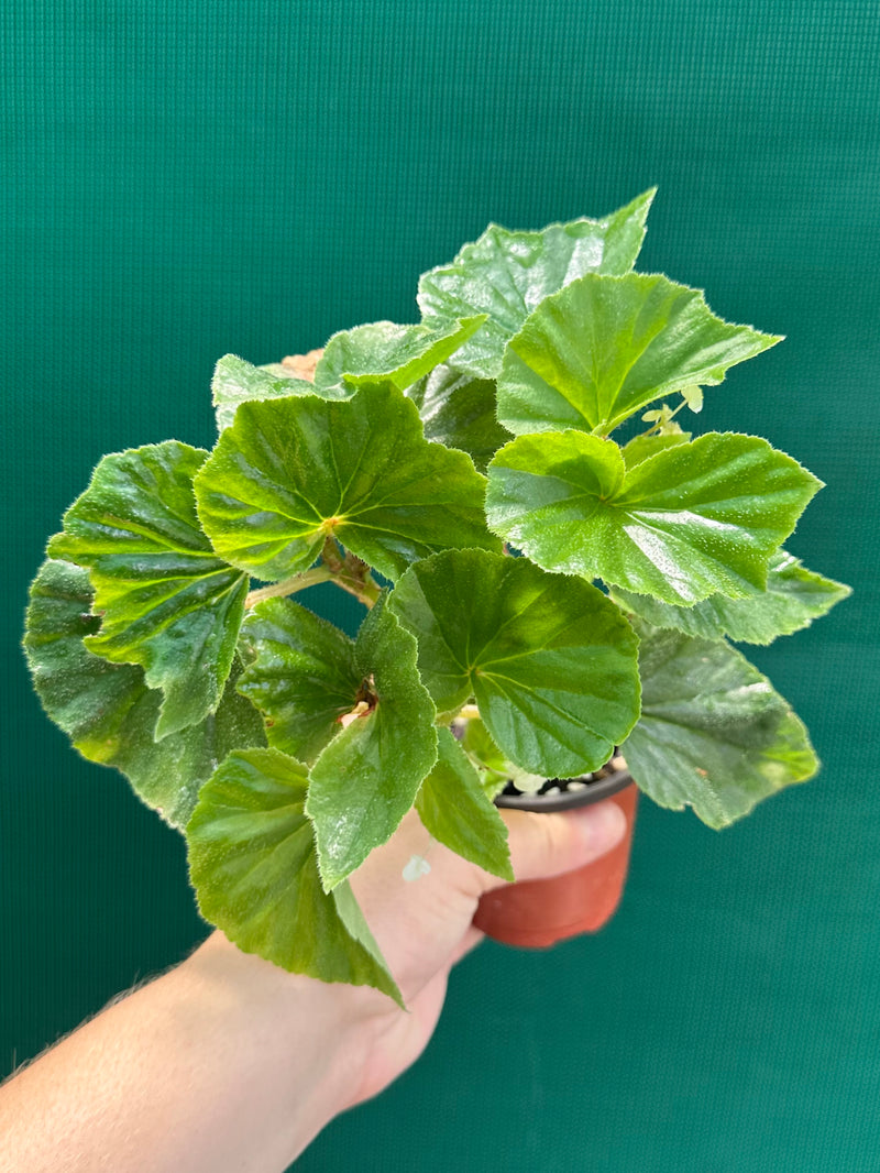 Begonia hirtella