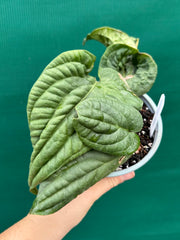 Anthurium ‘Radicans’