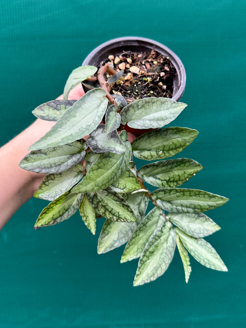 Pellionia