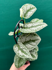 Schindapus Pictus Exotica