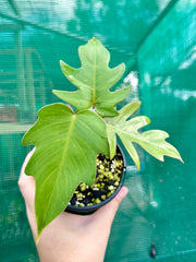Philodendron mayoi 'Tahiti'
